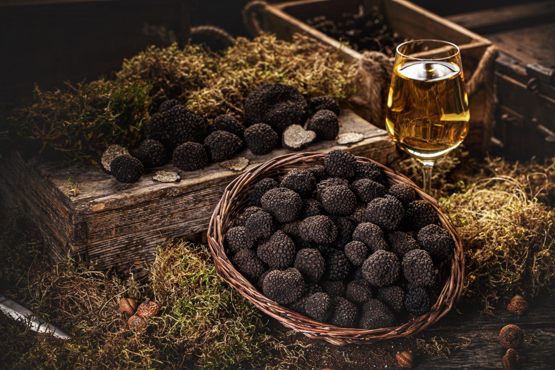 Truffle hunt, Motovun